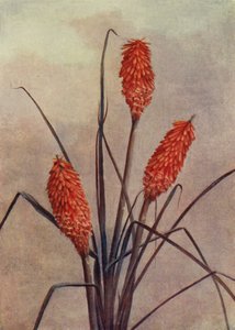 Een prachtige Toorts Bloem, Kniphofia Corallina Superba door English School