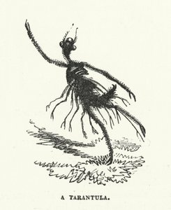 Een tarantula