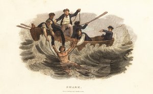 Een jonge man gered van een haai door roeiers in de haven van Havana, Cuba