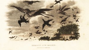 Luchtslag tussen reigers en roeken om nestrechten nabij het huis van Daniel Wilson, Dallam Tower, Westmorland