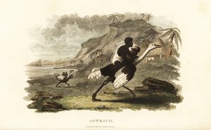Afrikaanse mannen en jongens rijden op tamme struisvogels bij een Franse fabriek nabij Podor, Senegal