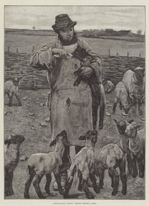 Landbouwscènes, maart, lammeren voeren
