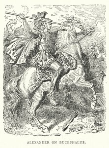 Alexander op Bucephalus (gravure) door English School