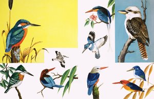 Allerlei soorten ijsvogels