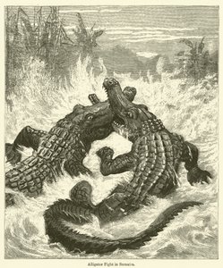 Alligatorgevecht in Sumatra door English School