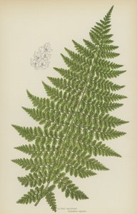 Alpen Eikvaren