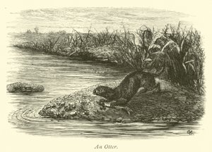 Een Otter door English School