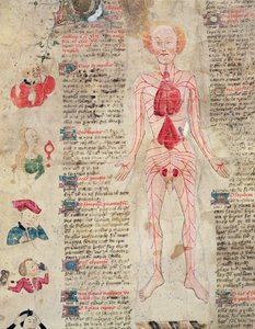Anatomisch diagram, uit De arte phisicali e de cirugia door John Arderne, 1412 door English School