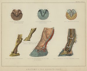 Anatomie, de hoef van het paard