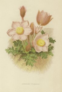 Anemone vernalis door English School