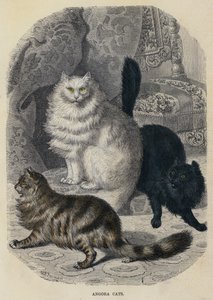 Angora Katten