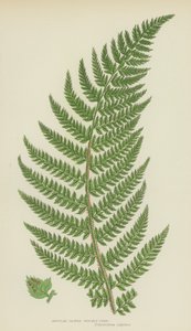 Hoekig Bladige Stekelvaren (kleur litho)