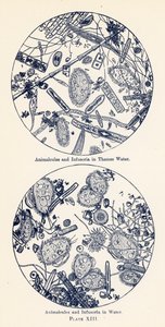 Animalcules en infusoria in water (kleurenlitho) door English School