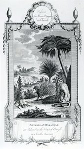 Dieren van Maragnan (illustratie uit Moores Reizen en Reizen) door English School