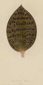 Anoectochilus Lowii door English School