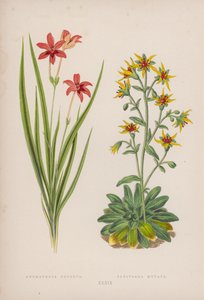 Anomatheca Cruenta; Saxifraga Mutata (kleur litho)