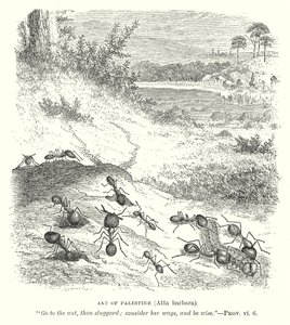 Mier van Palestina (Atta Barbara) (gravure) door English School