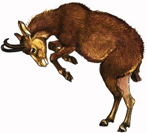 Antilope