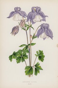 Aquilegia Alpina door English School