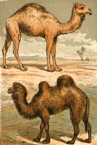 Arabische kameel en Bactrische kameel