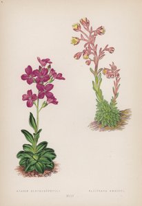 Arabis Blepharophylla; Saxifraga Ambigua door English School