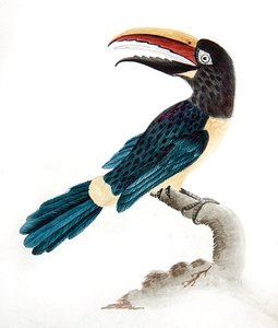 Aracari toekan