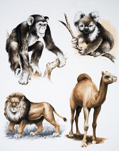 Diverse dieren door English School