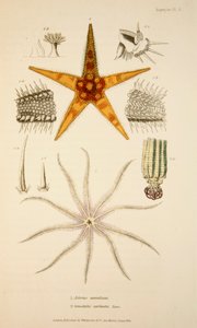 Asterias aurantiaca en Comatula carinata, handgekleurde gravure