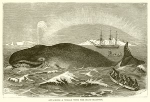Aanval op een Walvis met de Handharpoen