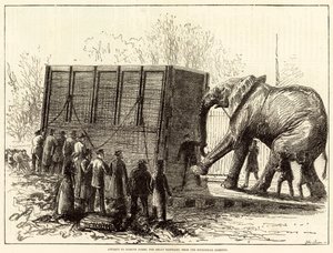 Poging om Jumbo, de grote olifant, uit de Zoological Gardens te verwijderen (gravure) door English School