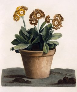 Auricula in een pot, ca. 1840s door English School