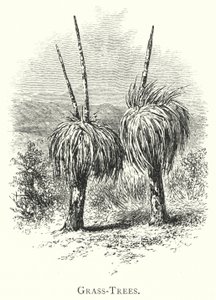 Australië: Grasbomen