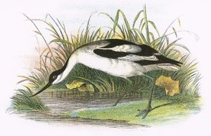 Kluut