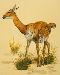 Baby Lama door English School