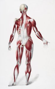 Achterkant van het mannelijke menselijk lichaam met spieren, pezen en botten, uit The Vessels of the Human Body, bewerkt door Jones Quain en William Wilson, gepubliceerd door Taylor en Watson, Londen in 1837 door English School
