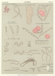 Bacteriën