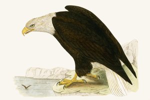 Amerikaanse zeearend, illustratie uit 