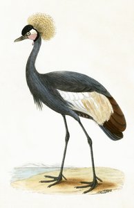 Balearische kraanvogel, illustratie uit 