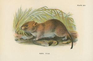 Bankwoelmuis