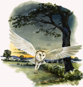 Kerkuil in de vlucht, illustratie uit 