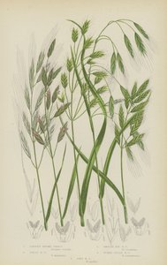 Kale Bromus, Grote Bromus, Gladde Rogge Bromus, Opgeblazen Veld Bromus, Zachte Bromus door English School