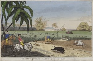 Suikerriet slaan voor een varken (gekleurde gravure) door English School