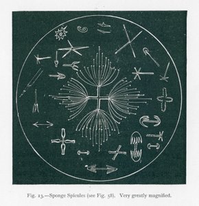 Schoonheden van de natuur: Spons Spicules (litho) door English School
