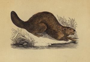 Bever