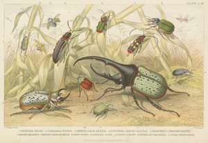 Kevers (ingekleurde gravure)