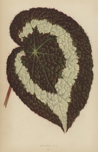 Begonia Rex