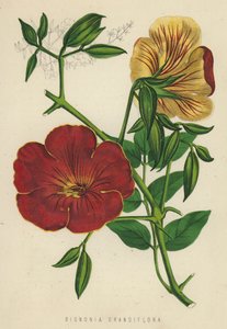 Bignonia Grandiflora