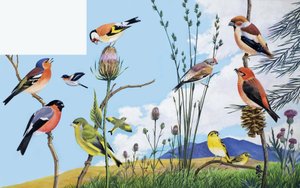 Vogels door English School