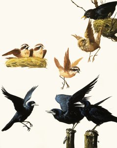 Vogels montage
