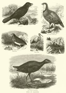 Vogels van Palestina (gravure) door English School